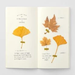 TRAVELER'S Notebook Refill MD Paper Cream 6 TRAVELER'S Notebook Refill MD Paper Cream -Writing Supplies Store travelers notebook refill md paper cream 204